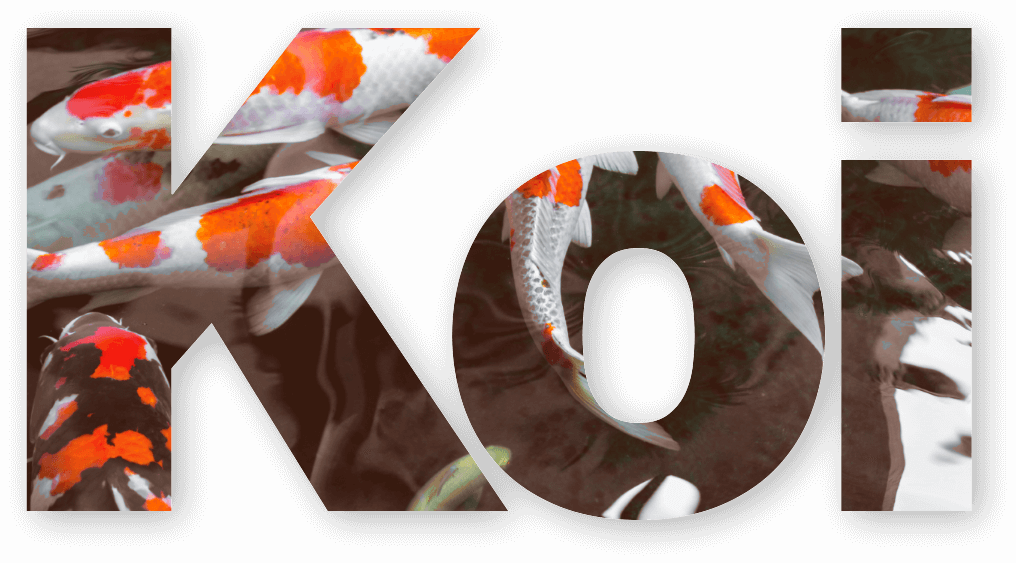 Koi